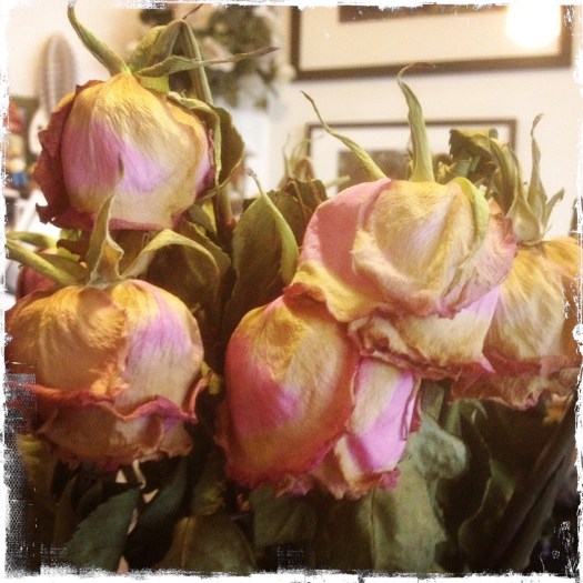 dying roses
