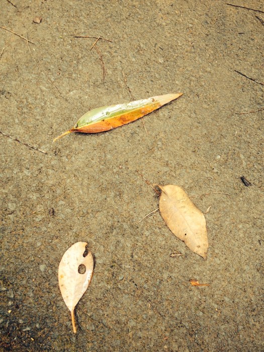 leaves Big Brook Dam