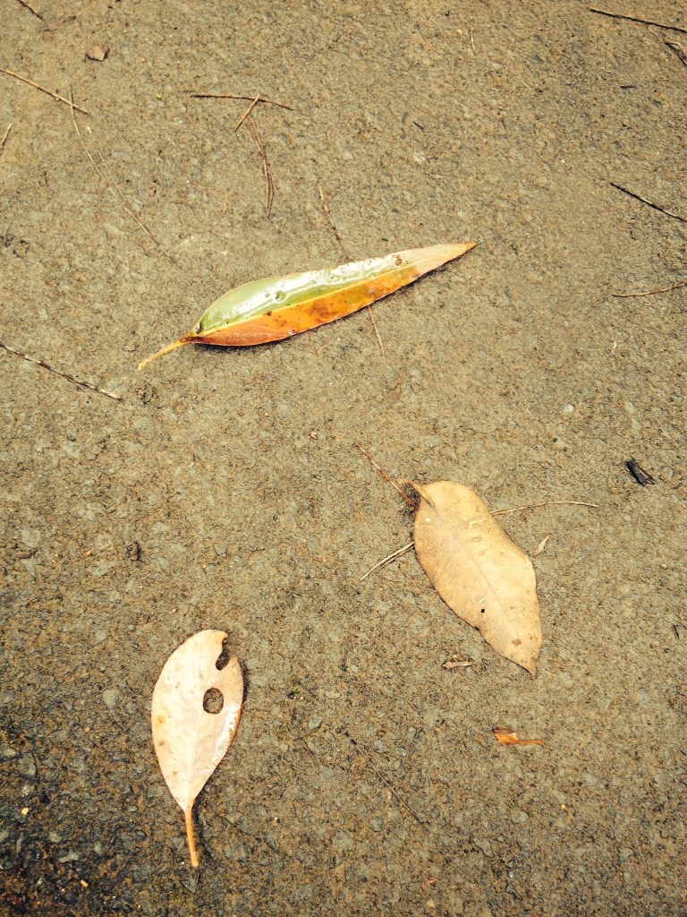 leaves Big Brook Dam