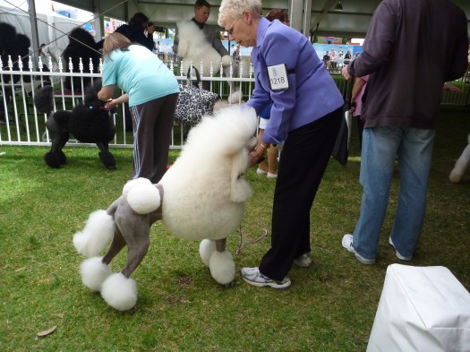 Standard poodles Royal Show 2011